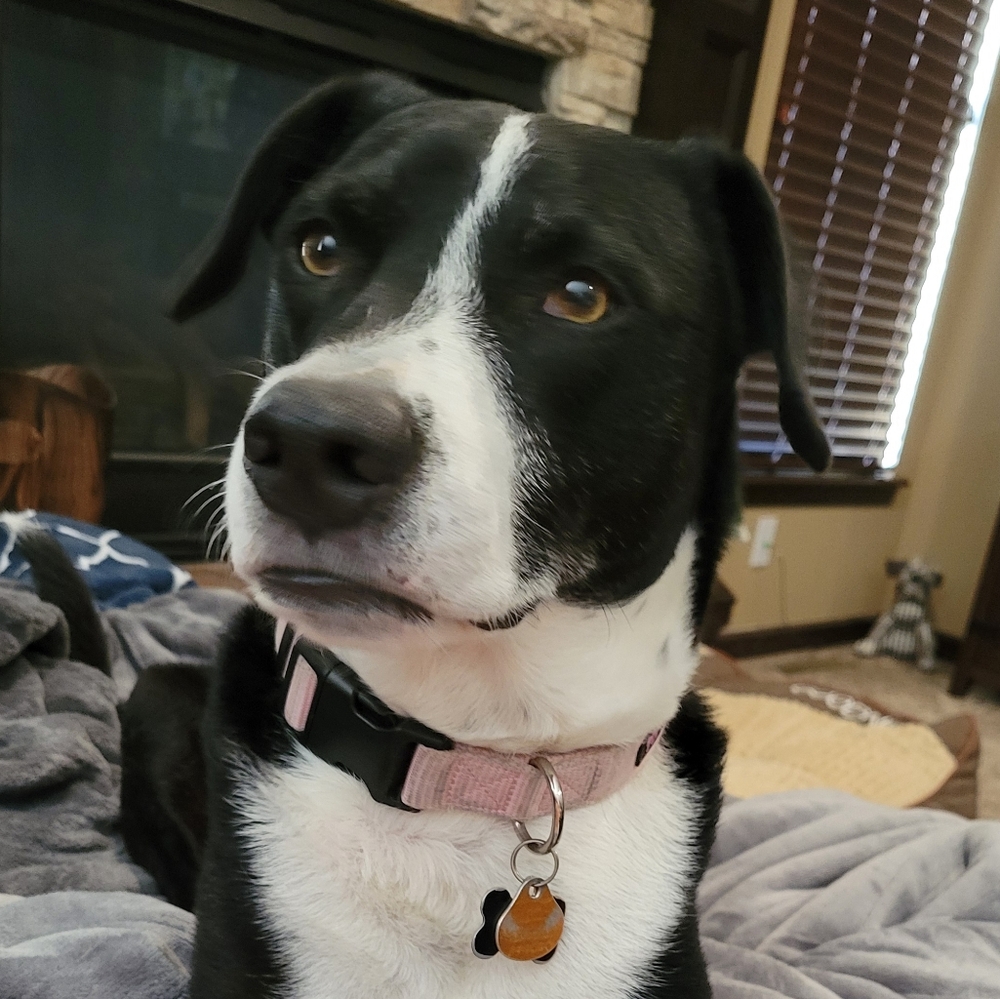 Meet your Posher, Shannon